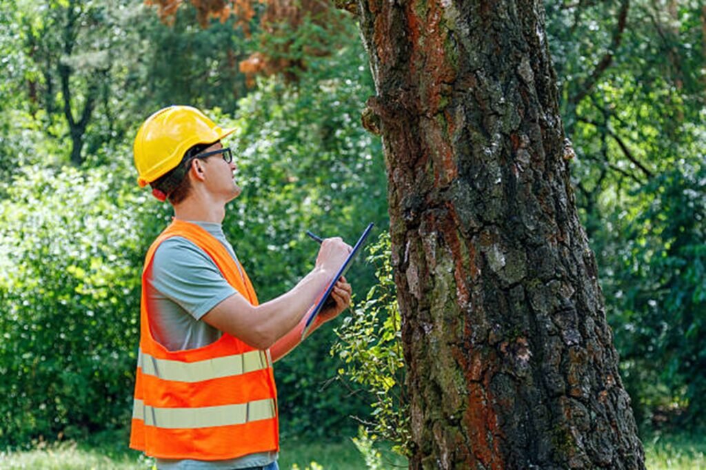 Certified arborist inspecting a storm-damaged tree to evaluate safety risks and recommend professional tree care services in Creve Coeur, MO.