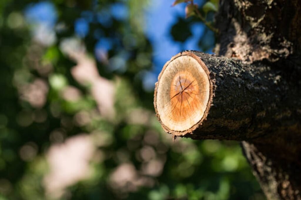Freshly pruned tree branch showing clean, professional cuts made during expert tree trimming and pruning services by Creve Coeur Tree Service
