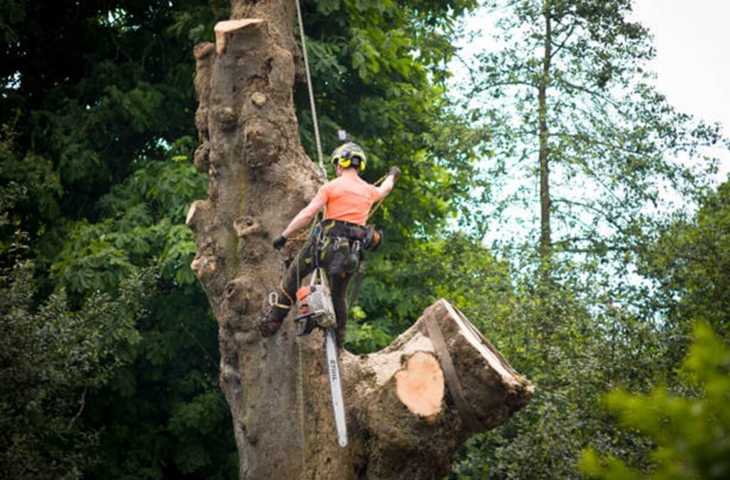 Certified arborist safely removing a large tree using climbing gear and a chainsaw during a residential tree removal project in Creve Coeur, MO.