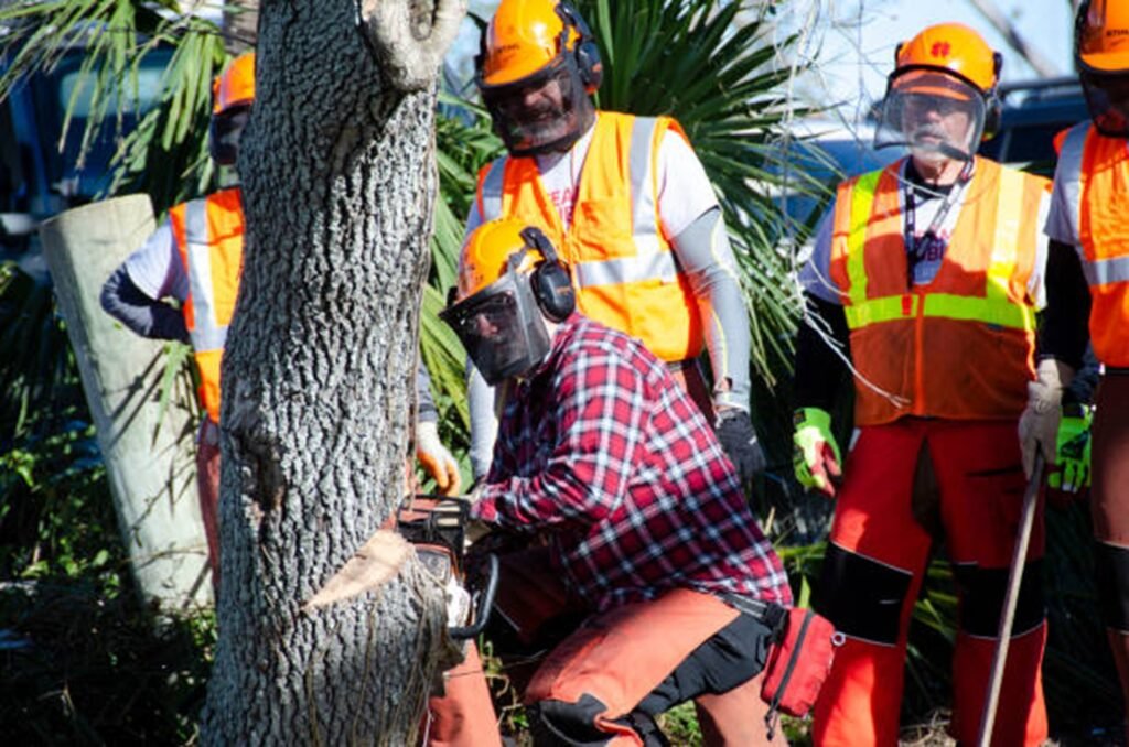 Professional tree removal crew safely cutting down a residential tree using chainsaws and protective safety equipment in Creve Coeur, MO.