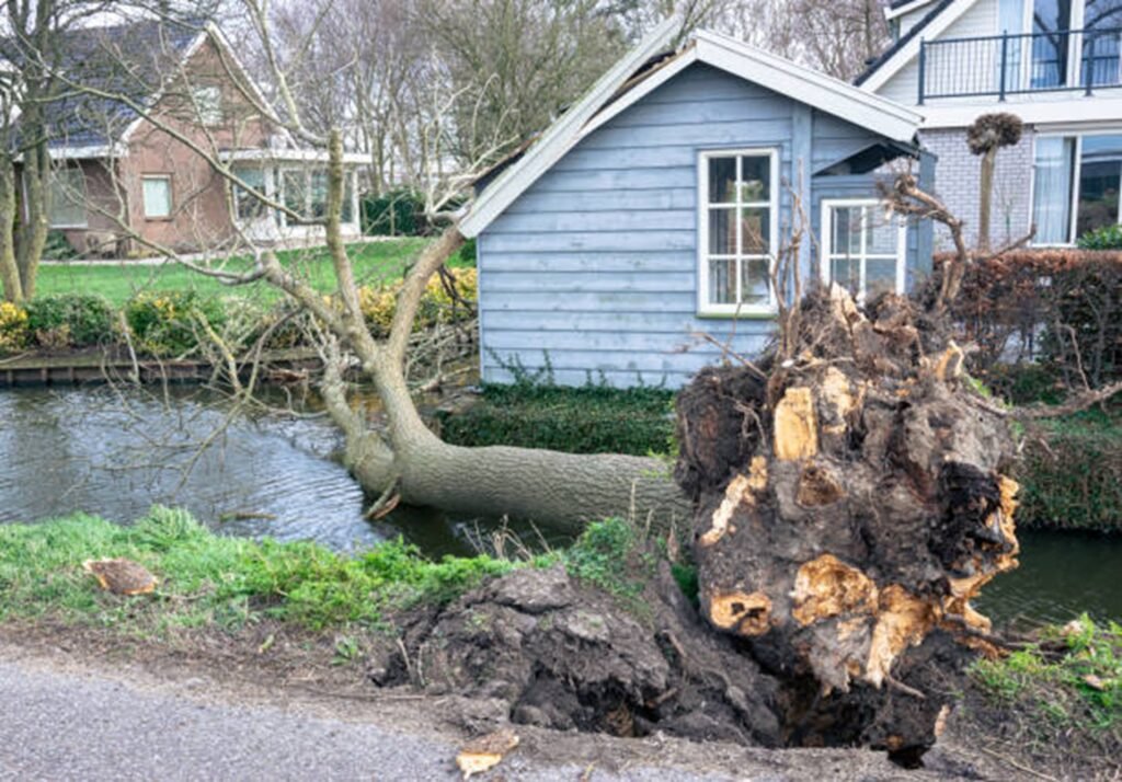 Large uprooted tree lying beside a residential property after severe storm damage, requiring professional cleanup in Creve Coeur, MO.