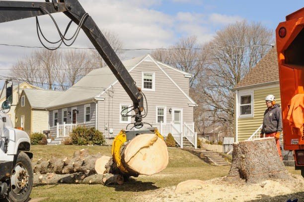 Professional emergency tree service crew cutting and removing a large fallen tree blocking a residential street in Creve Coeur, MO.